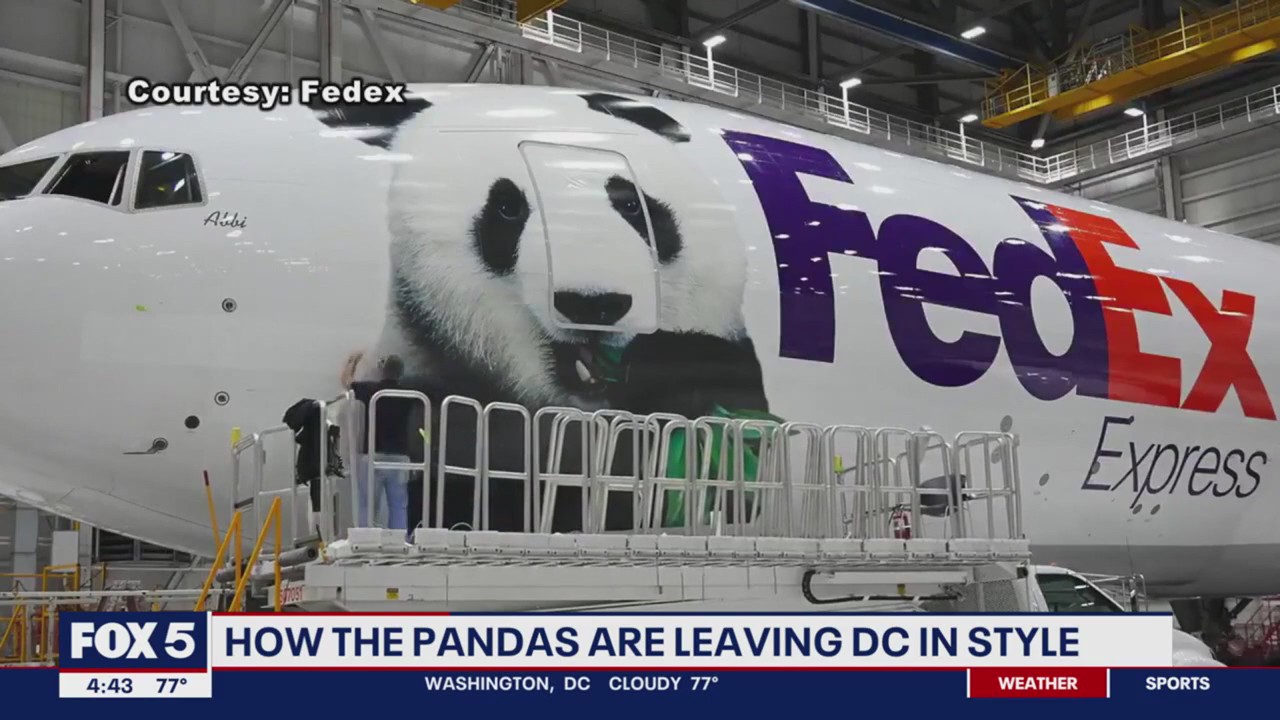 How are the pandas traveling to China?