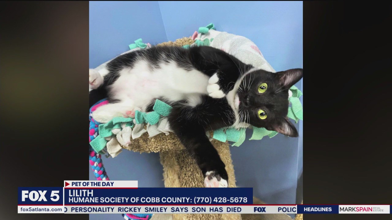 Pet of the Day from the Humane Society of Cobb County