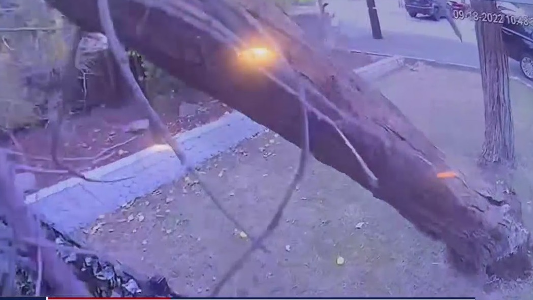 Tree falls on San Jose house during late summer storm