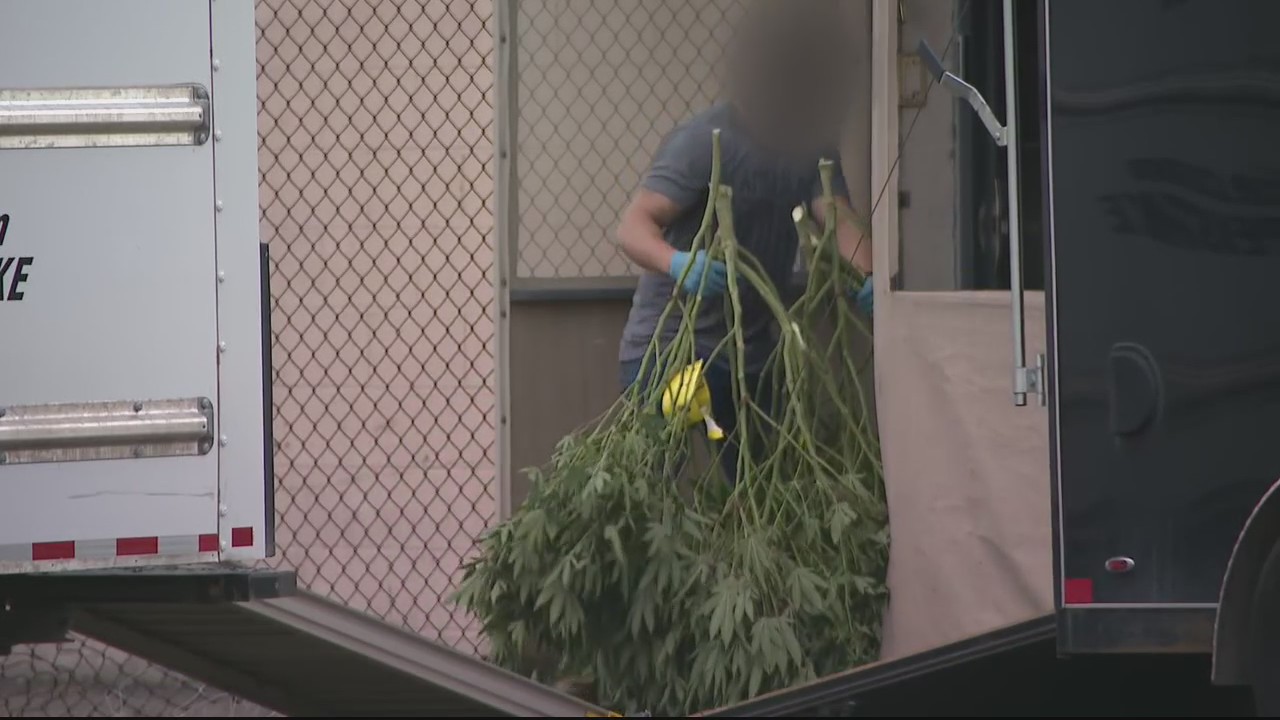 MSP raids warehouse in Royal Oak township for illegal grow operation