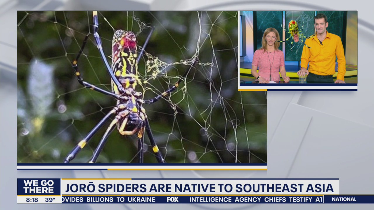 Joro spiders, native to southeast Asia, making way to U.S.