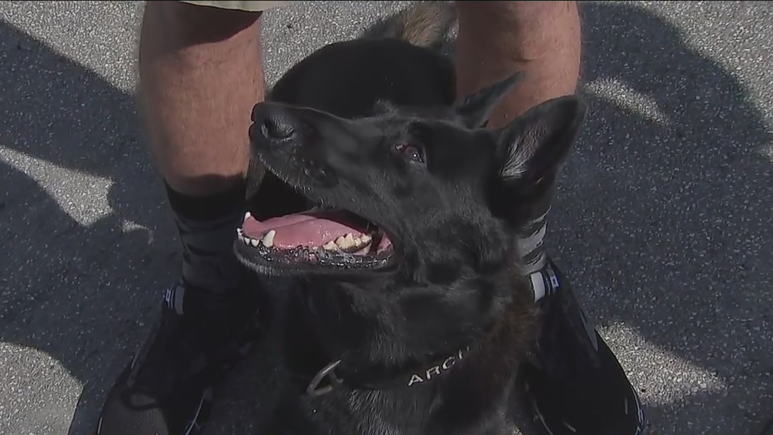 Aaron and Archer: A man-dog duo with lots of Instagram followers