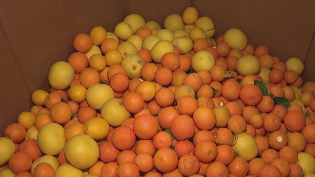 St. Mary’s Food Bank accepting citrus donations