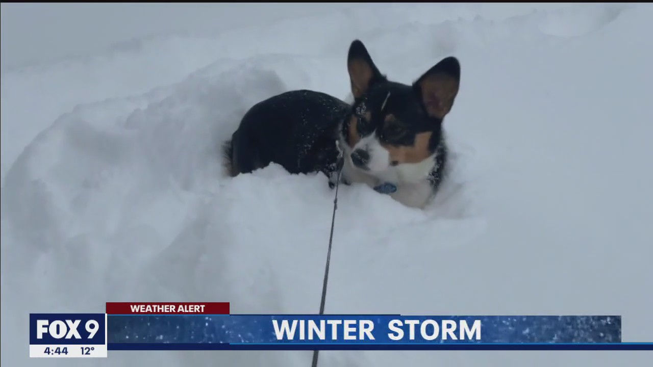 Corgis trudging through snow in Chaska