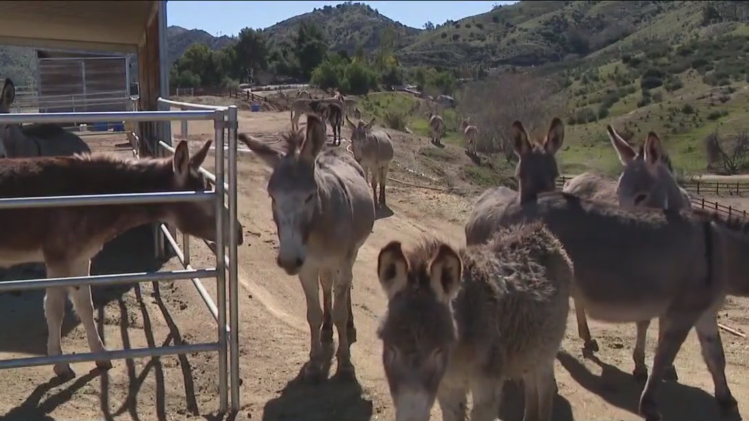 You can now adopt a burro in SoCal
