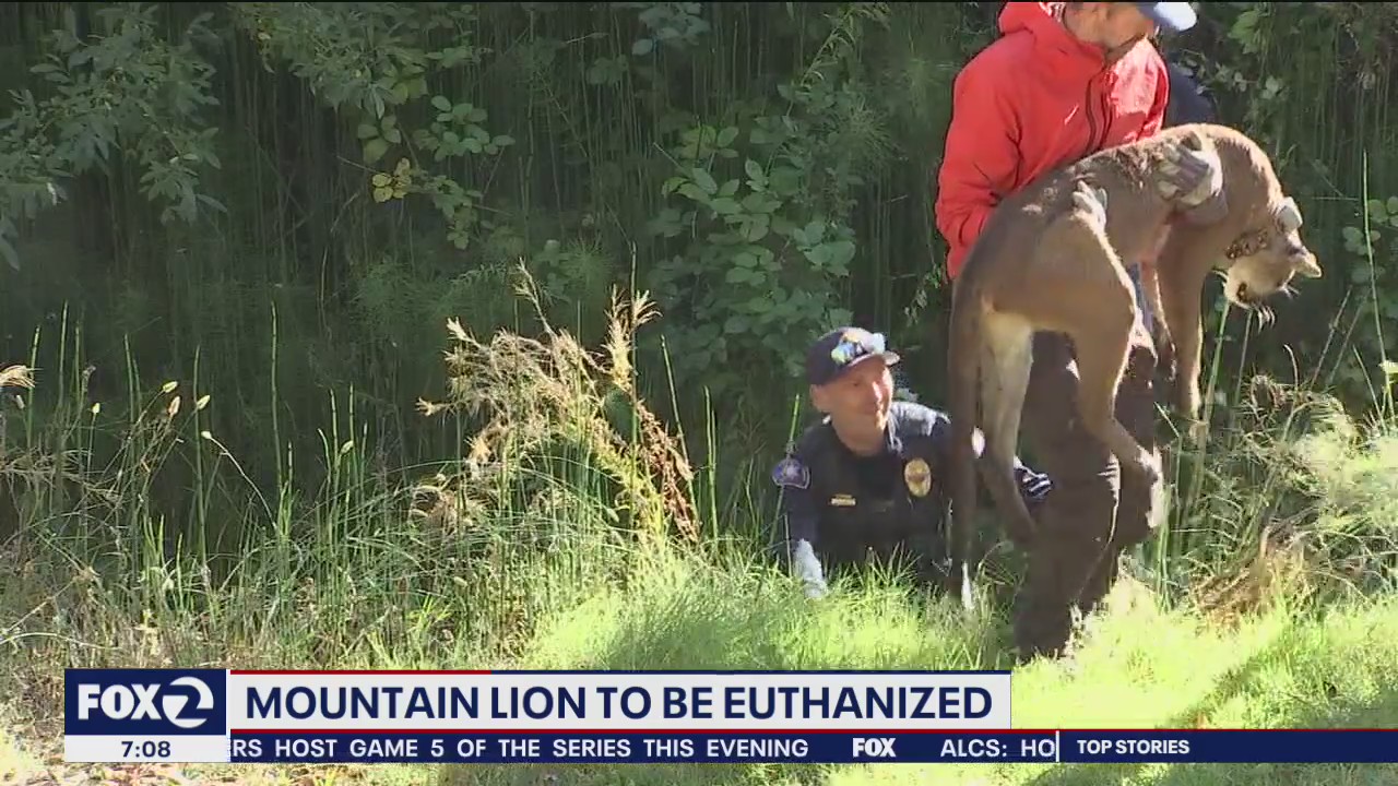 Mountain Lion found near Rohnert Park schools to be euthanized
