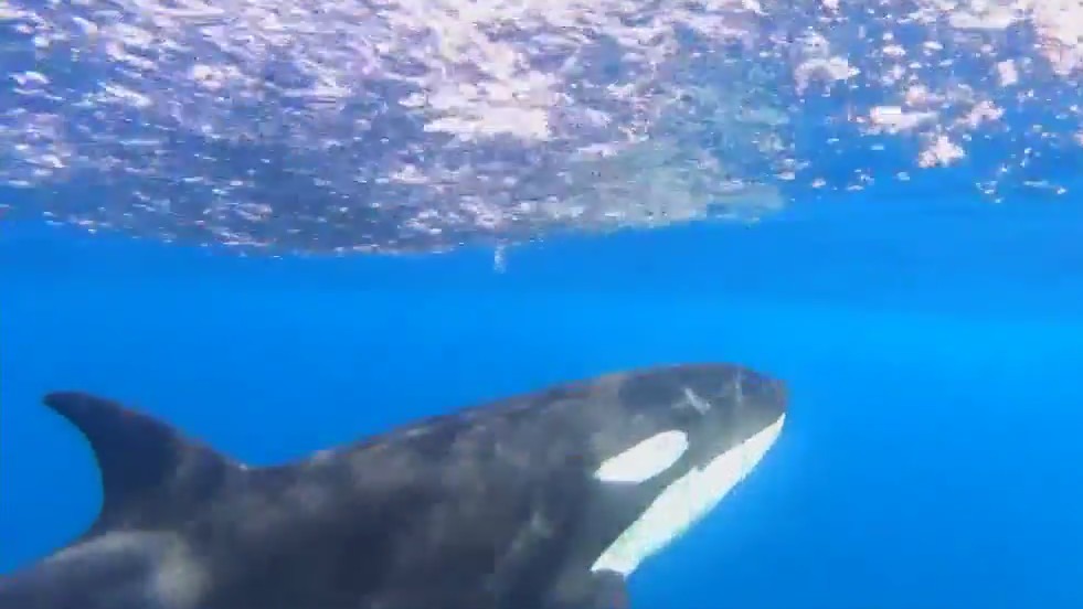 Killer whales spotted off SoCal coast