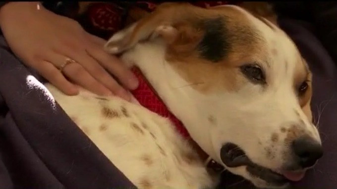 Protecting anxious pets during fireworks