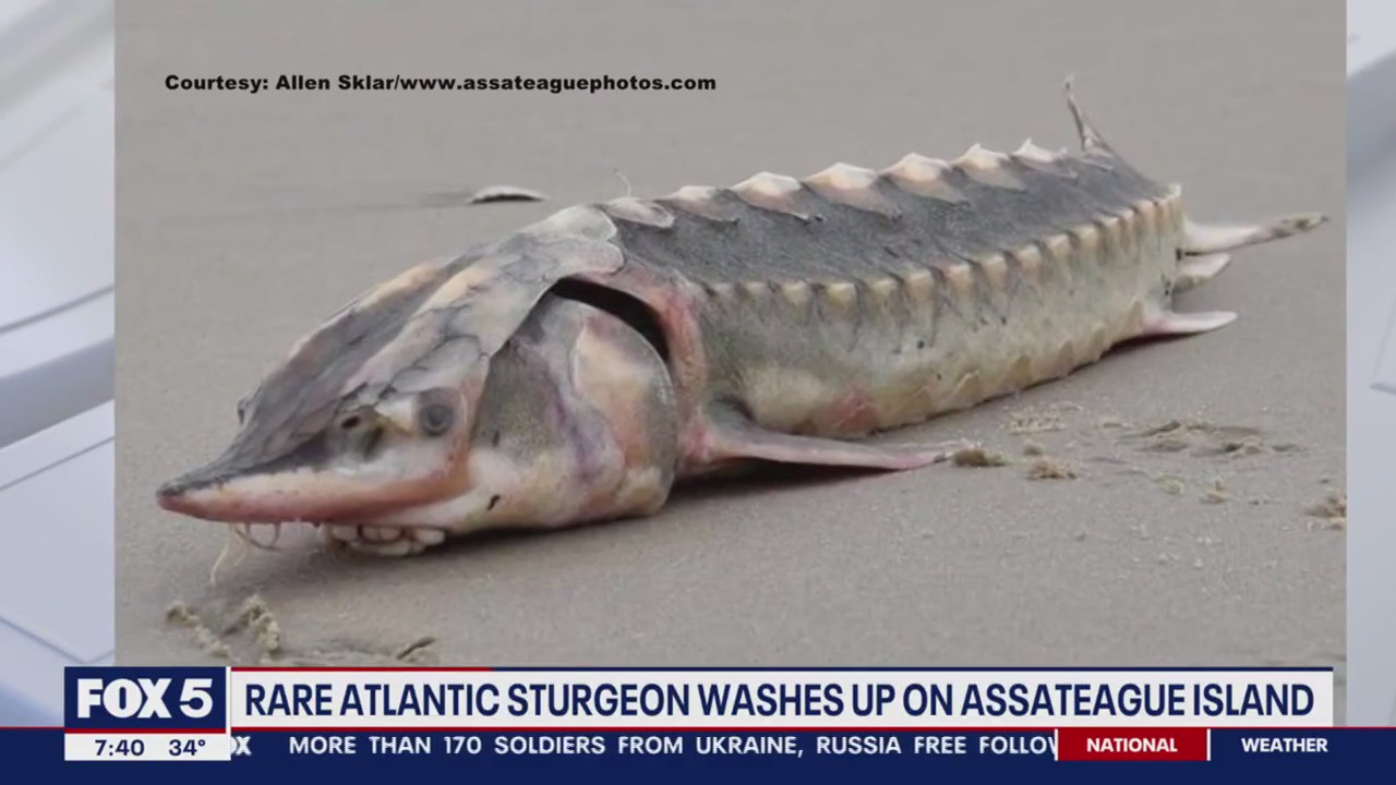Rare Atlantic Sturgeon washes up on Assateague Island