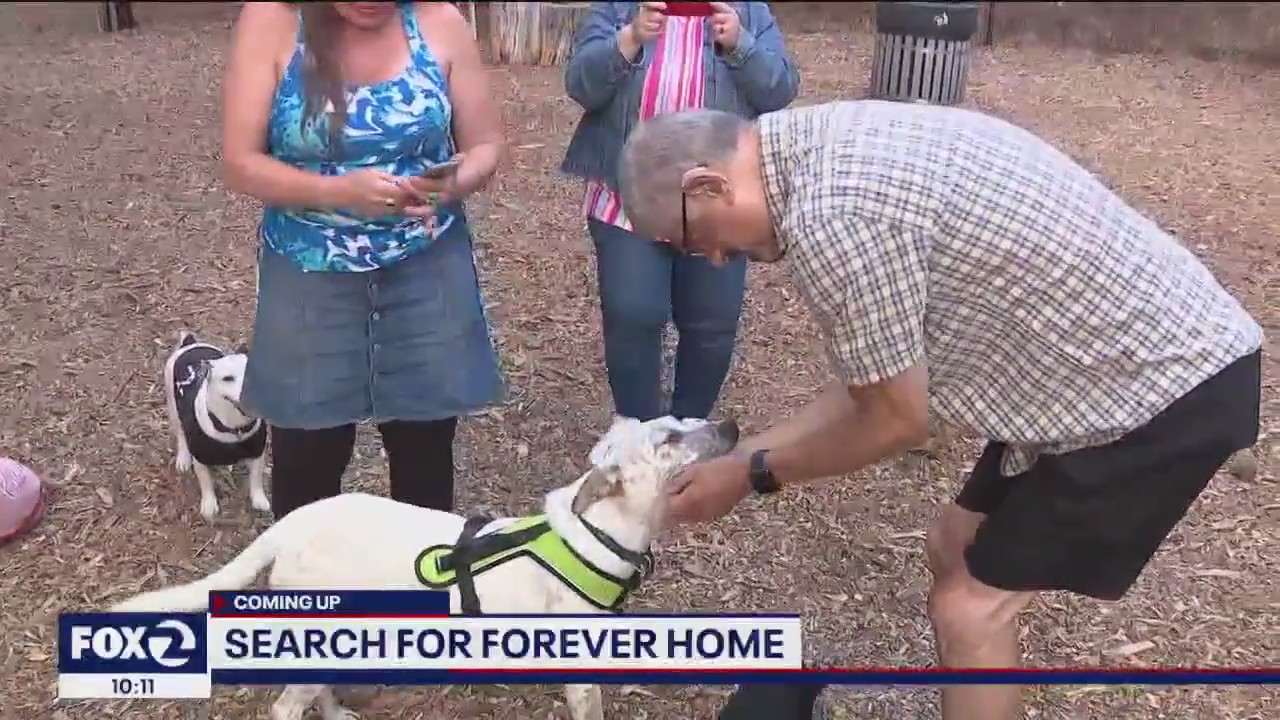 Deaf dog from Mexico finds potential new owner in Bay Area who shares a common bond