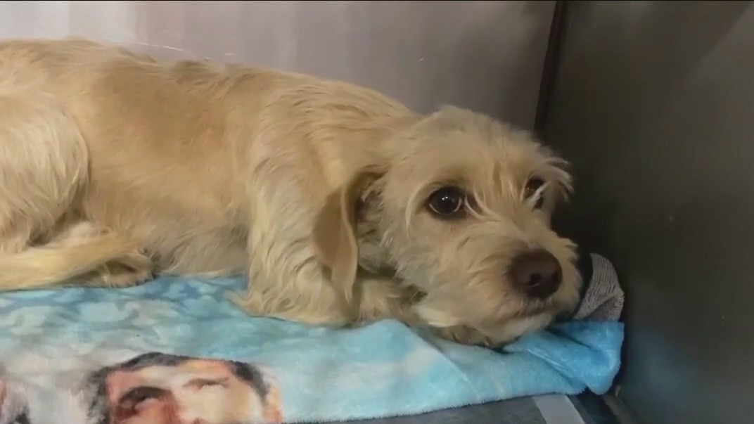 Rescued dog finds forever home