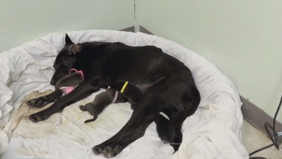 Mama dog, puppies saved by Austin Pets Alive!