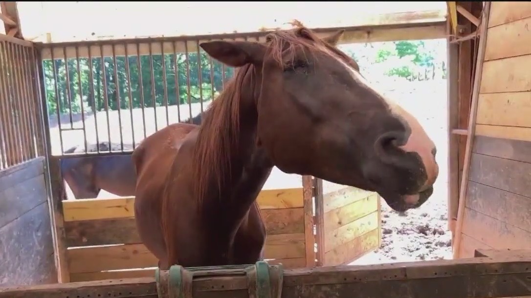 Fulton County therapy horse farm theft