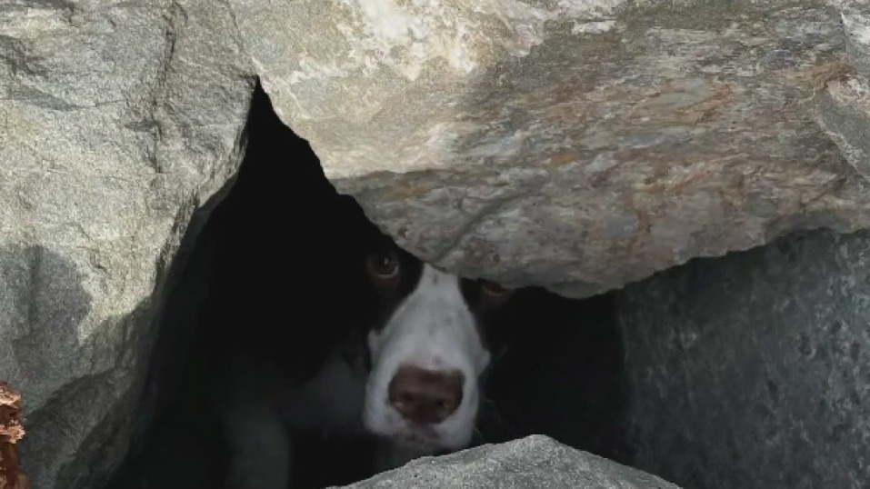 Dog rescued from rock pile in San Francisco