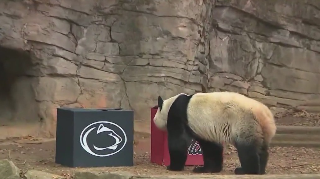 Yang Yang picks Chick-fil-A Peach Bowl winner