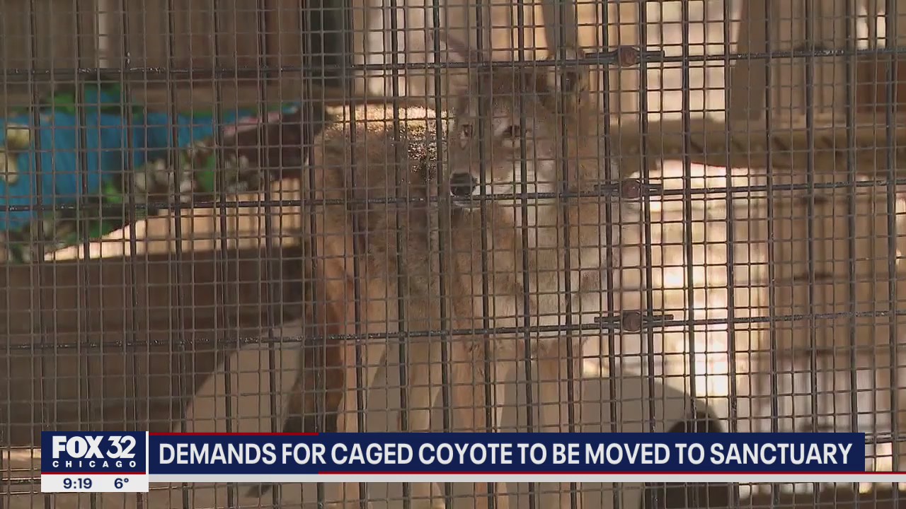 Some demanding caged coyote in Cook County be moved to sanctuary