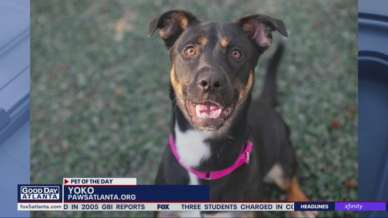 Pet of the Day from PAWS Atlanta