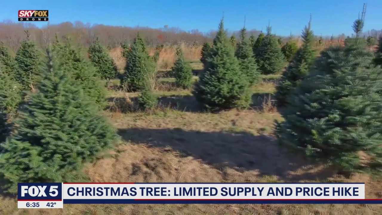 Getting a Christmas tree in the DMV amid supply shortage