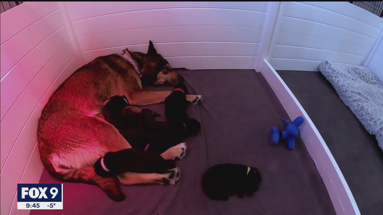Luna the dog adopts a litter of five puppies