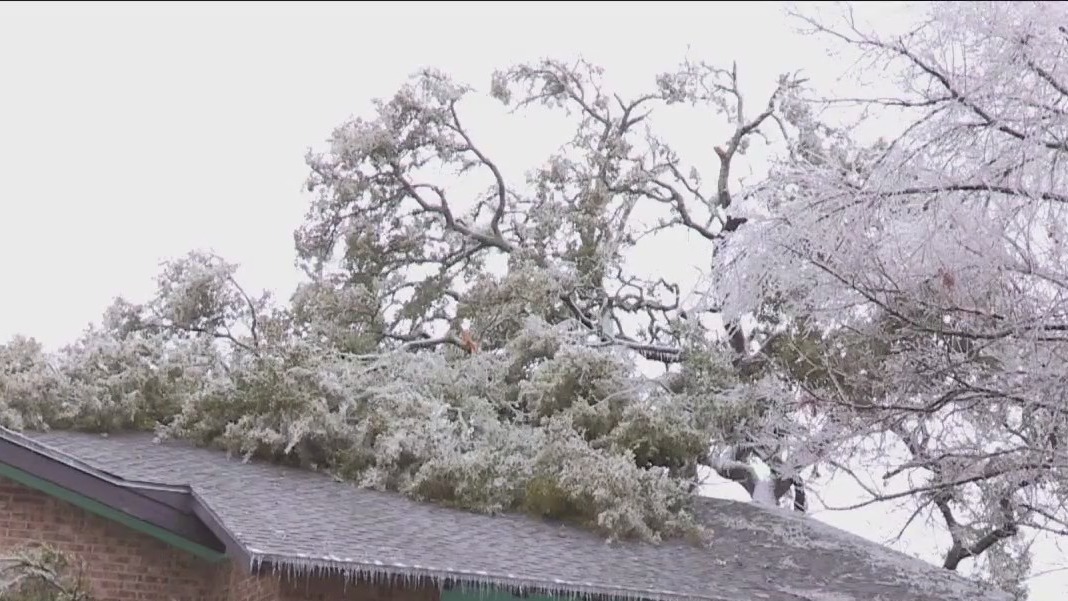Tree safety with the Texas A&M Forest Service