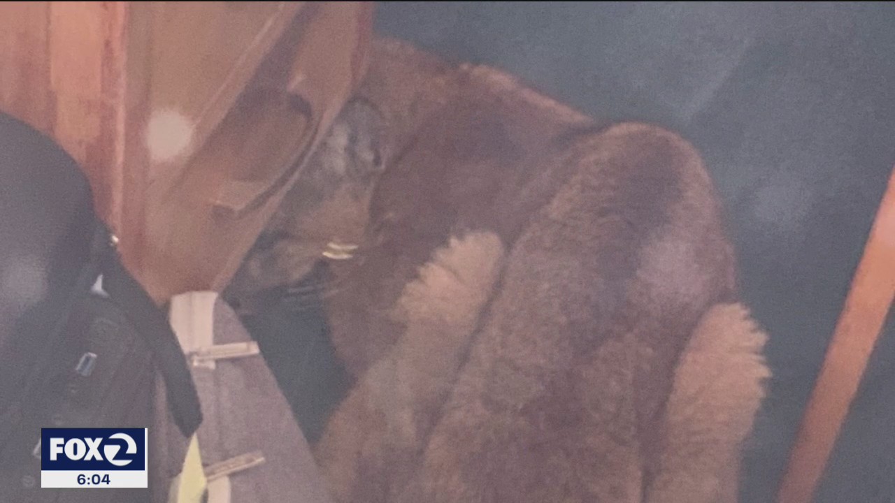 Mountain lion removed from Pescadero High School