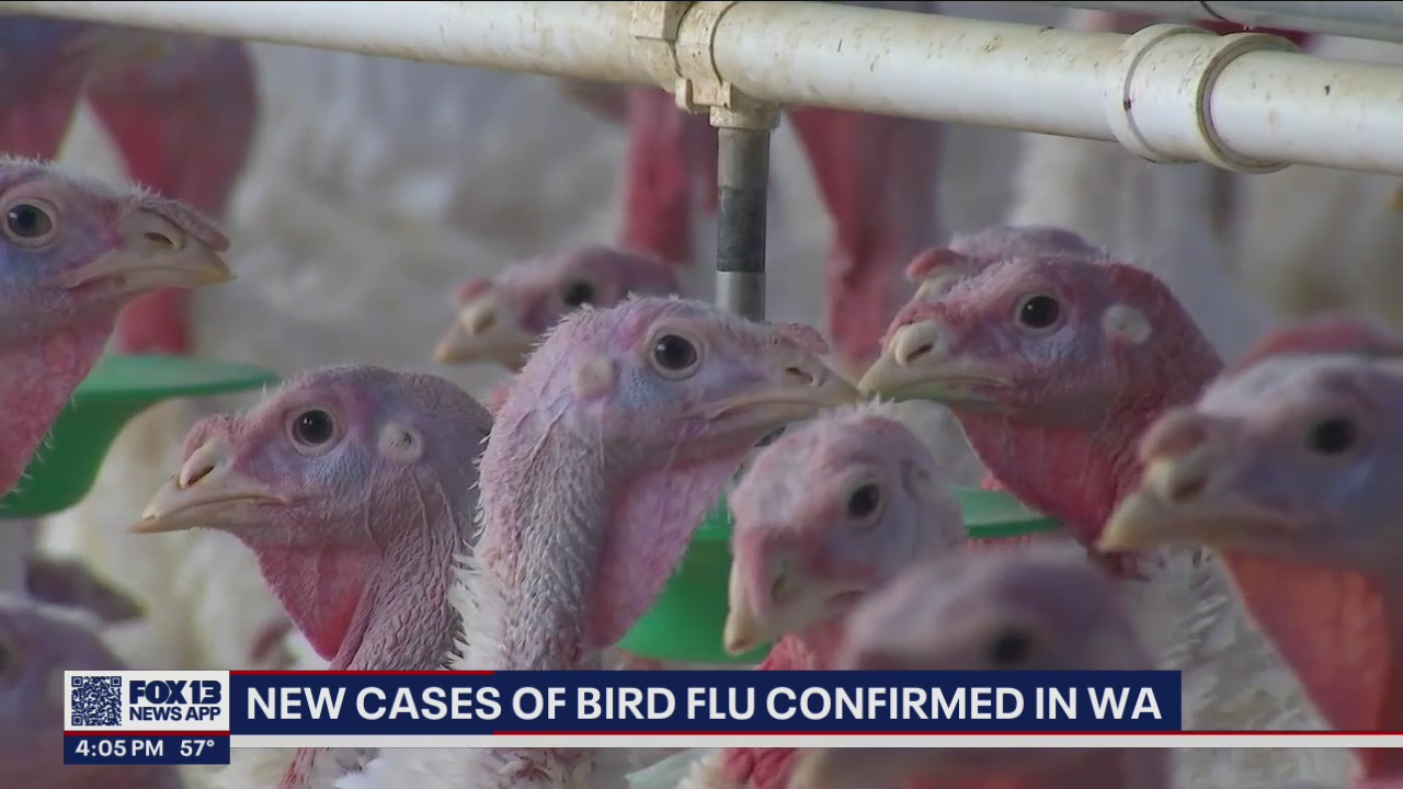 Cases of bird flu confirmed in Pierce and Whatcom Counties