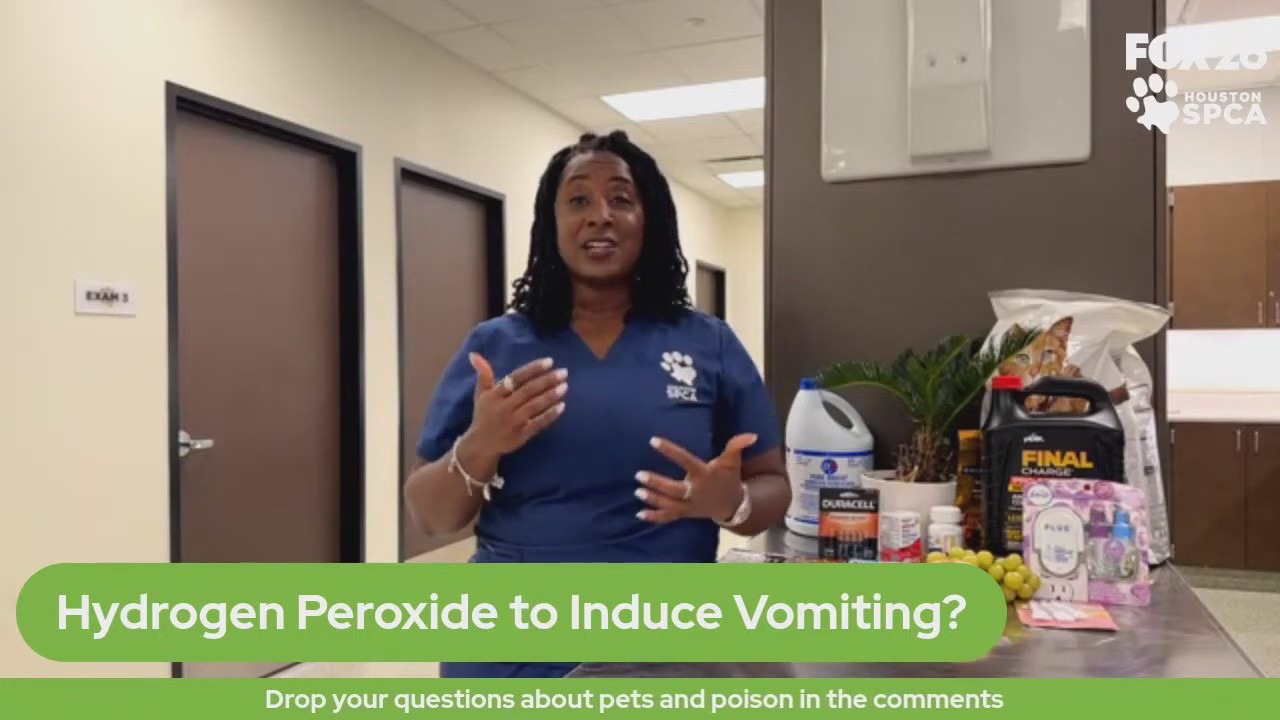 The Pet Pawcast - March 15, 2024