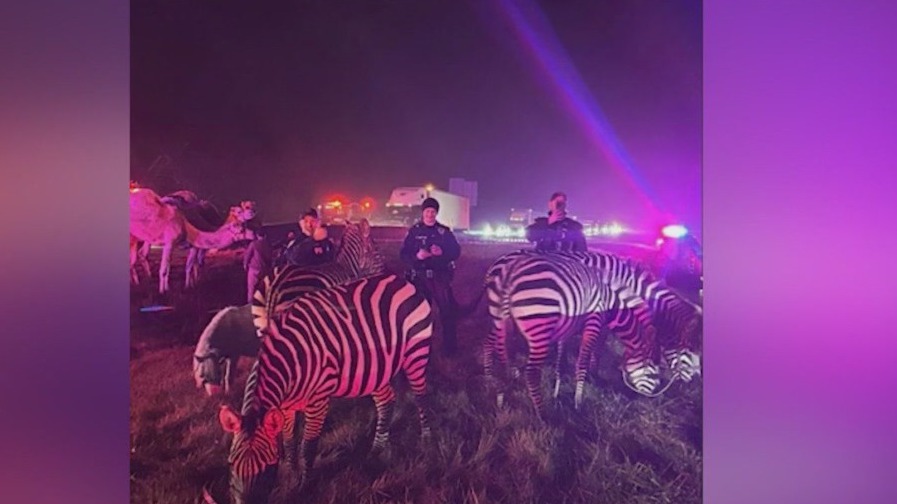 Zebras, camels rescued after circus trailer catches fire on Indiana highway