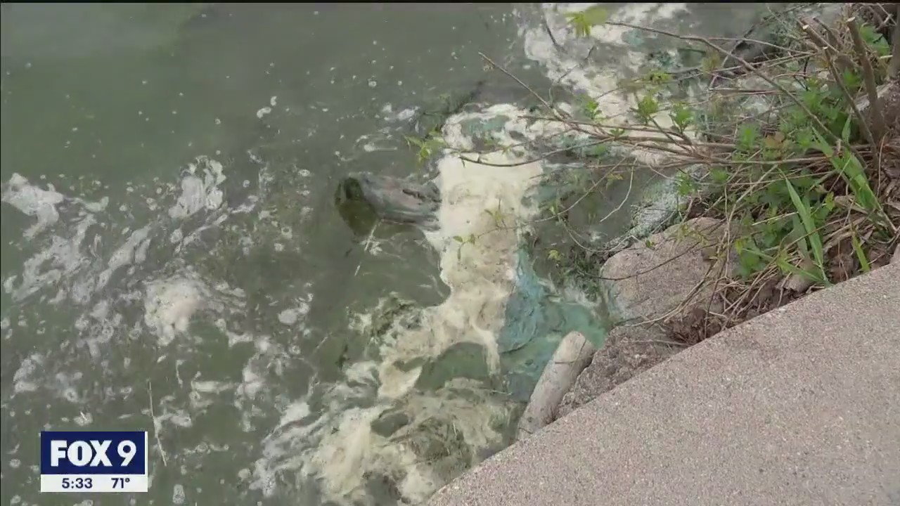 Lake Harriet algae bloom
