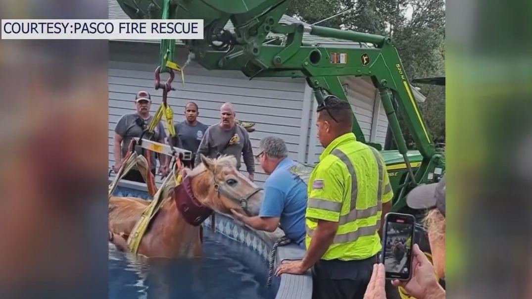 Horse stuck in pool gets neighborhood rescue