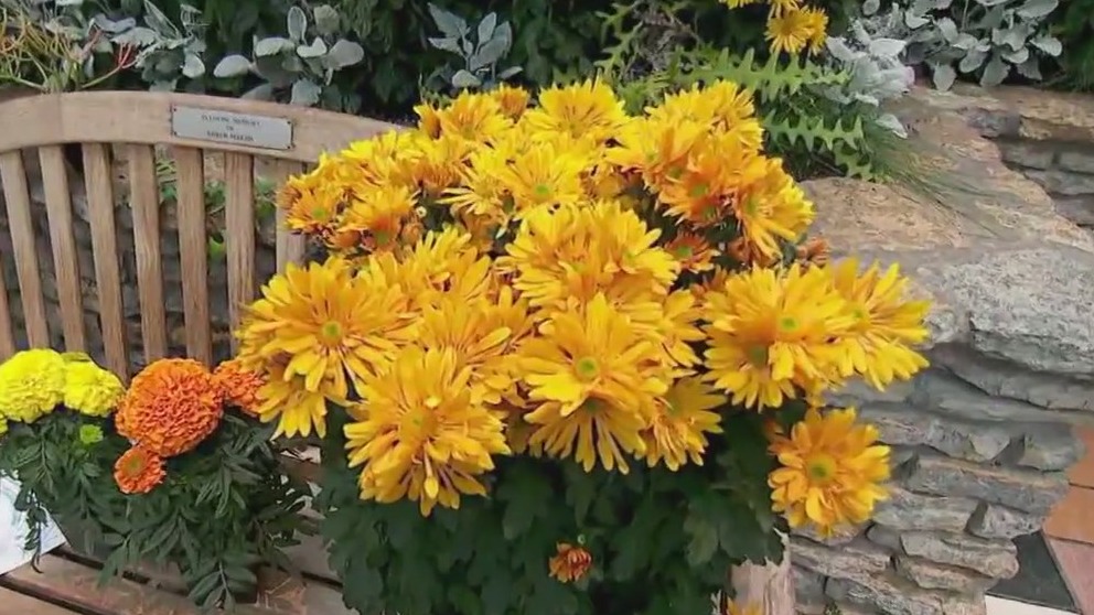 Como Zoo & Conservatory's fall flower show