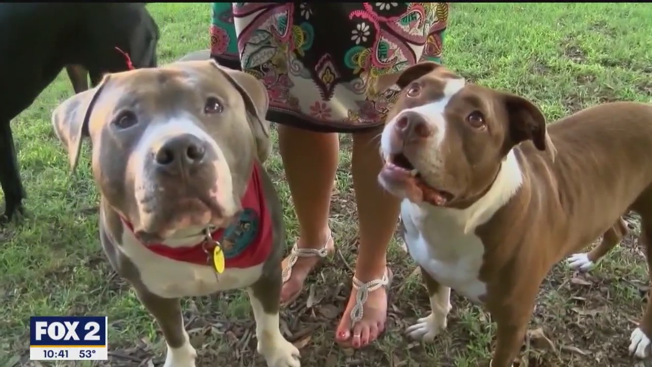 The Verdict: Pitbull ban reversed + Doxing at Harvard