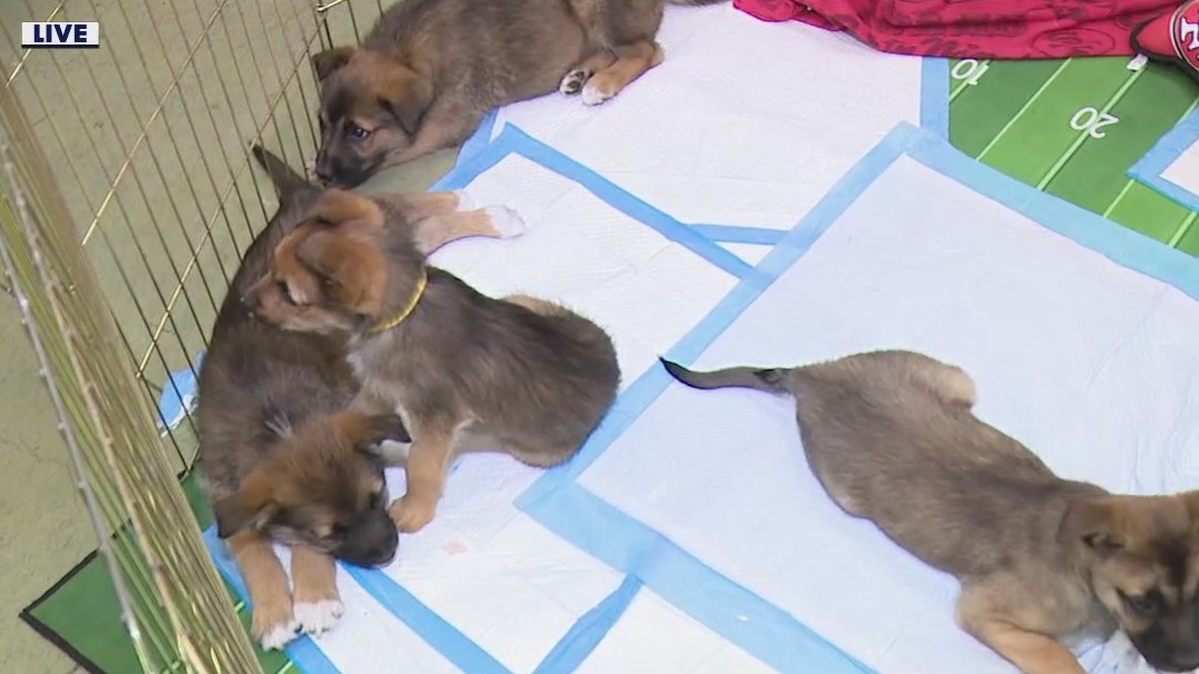 Puppy Bowl adoptions