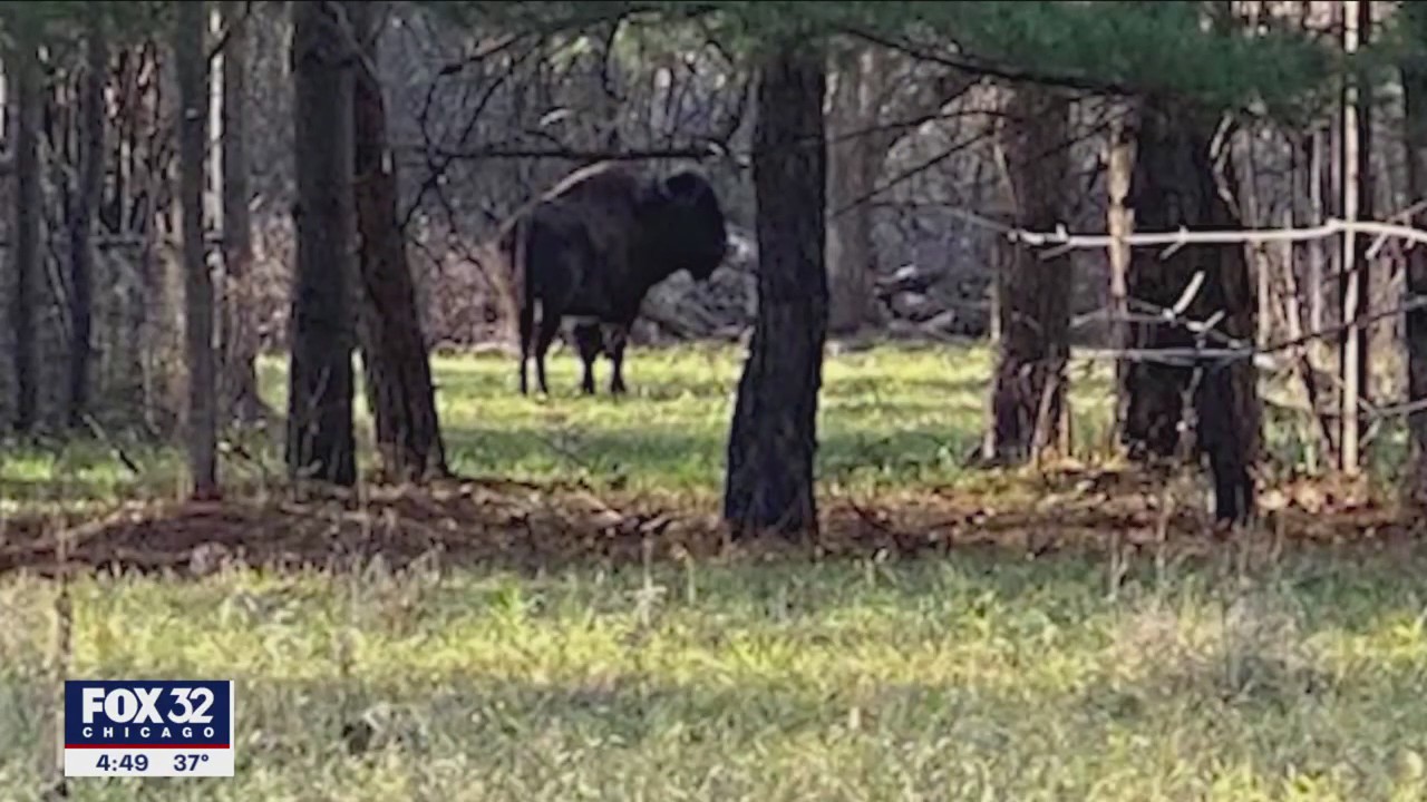 'Billy the Bison' debacle heads to court