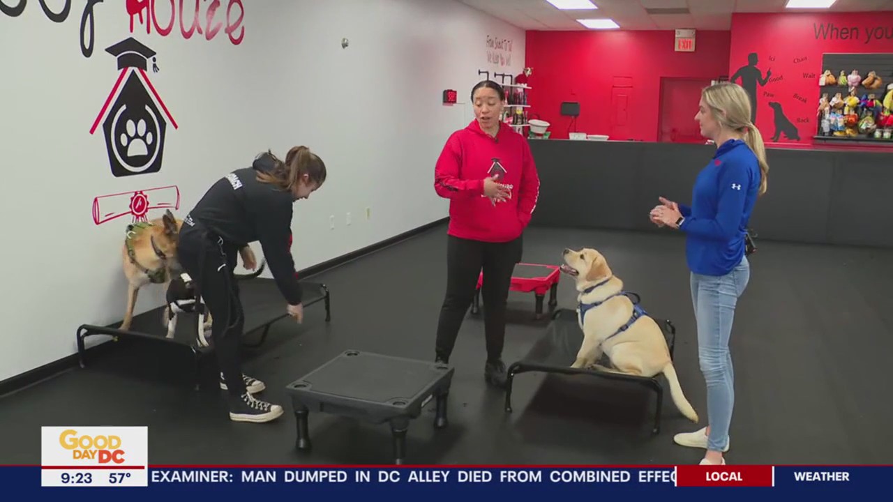 Fox 5 Field Trip: Dog training with Woof Houze