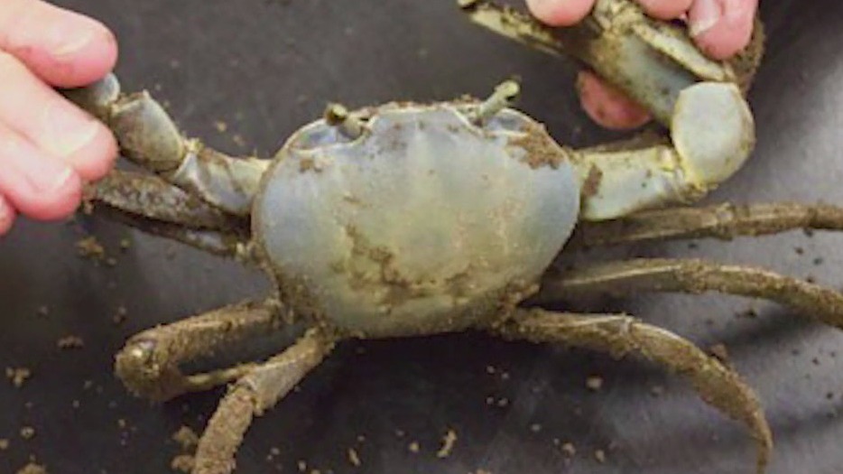 Invasive blue crabs in Georgia