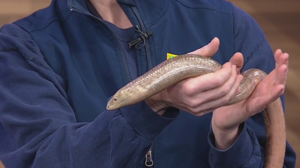 Meet Zoo Atlanta's legless lizard