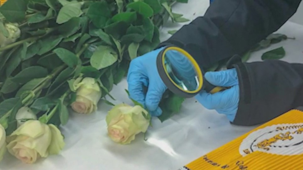 Valentine's Day flowers undergo CBP inspection