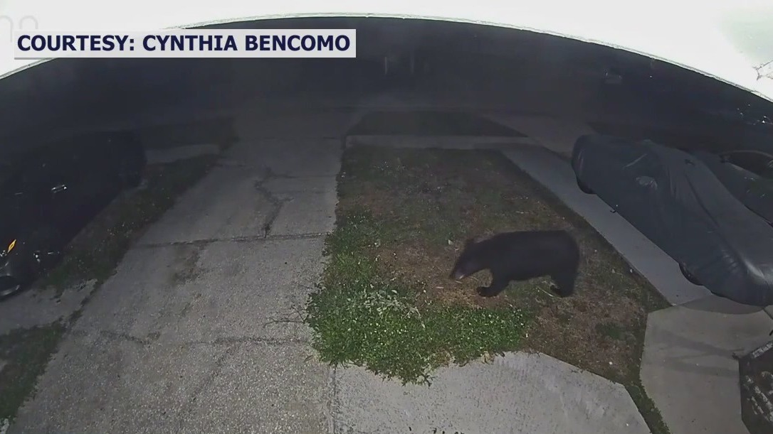 Bear spotted on camera in Carrollwood neighborhood