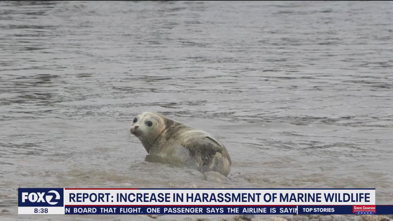 More people harassing seals and sea lions: report