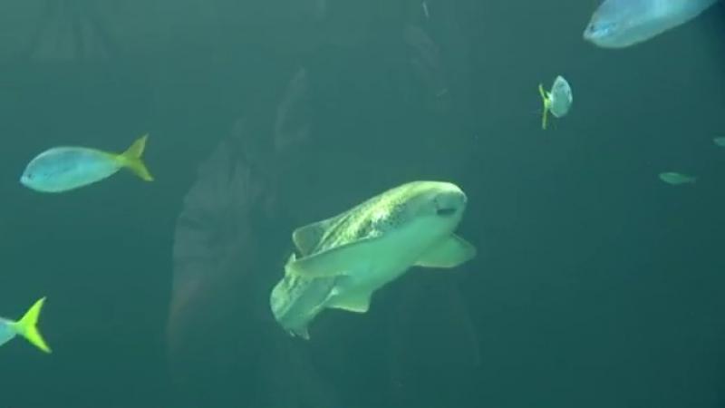 Shark Week at the Shedd Aquarium