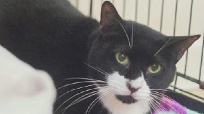 Pet of the Day with PAWS Atlanta