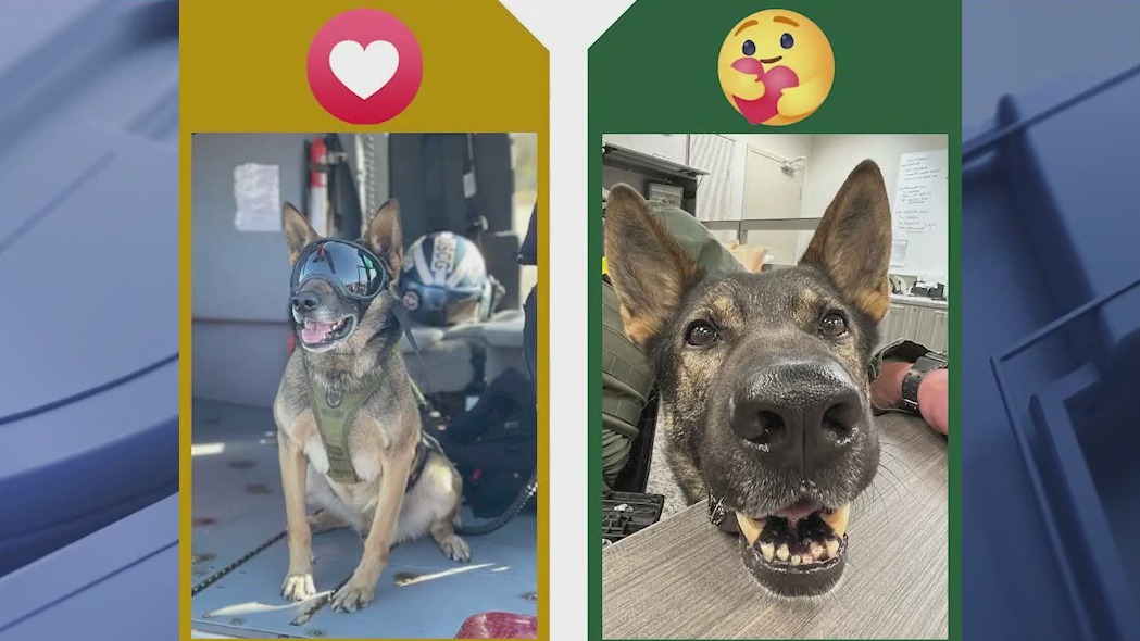 Florida K9 March Madness Tournament