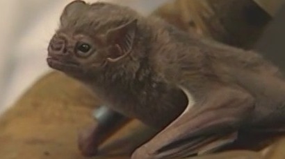 Racine County bat rabies case confirmed, officials advise
