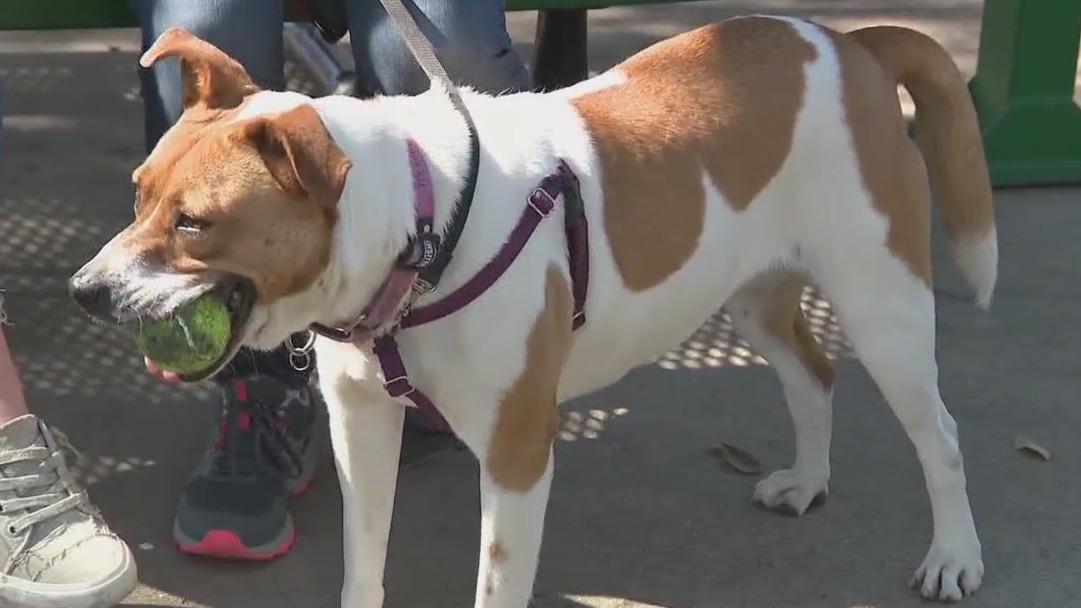 Pet up for adoption: Sandy from PAWS Shelter