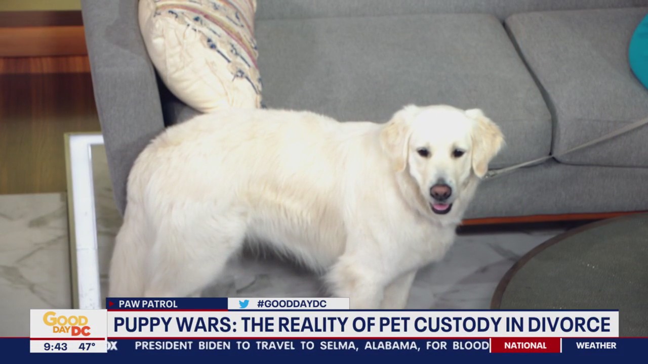 The reality of pet custody in divorce