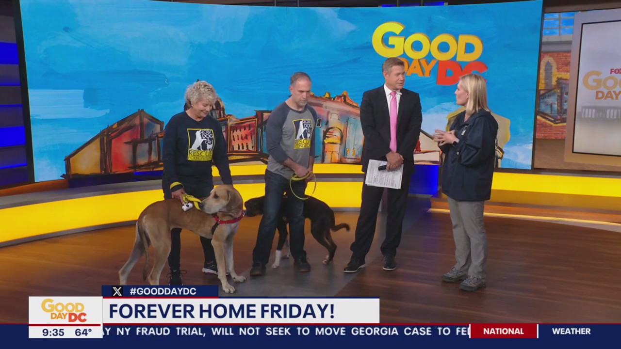 Lost Dog & Cat Rescue Foundation forever home Friday!