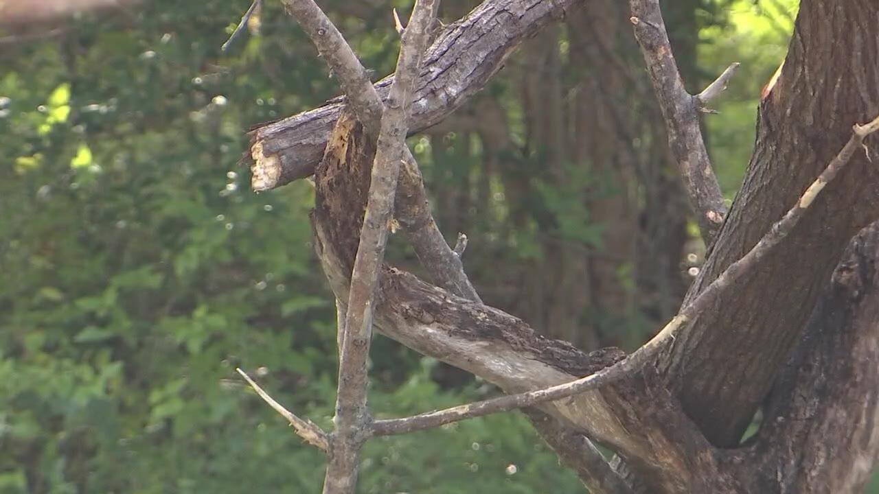 Residents hope for more action on homeless man with chainsaw