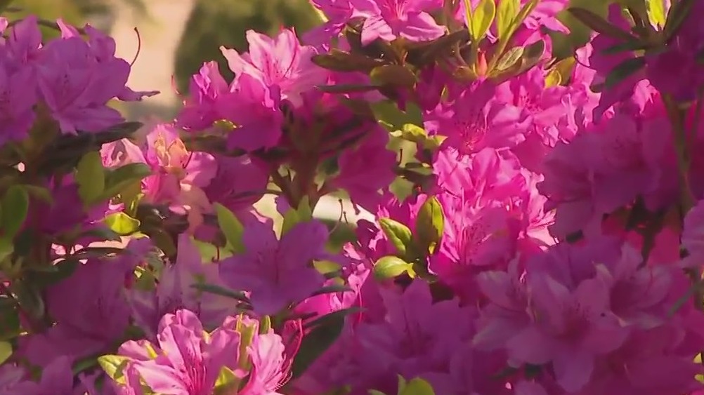 If you’re looking for plants that pop, the team at Milaeer’s can help