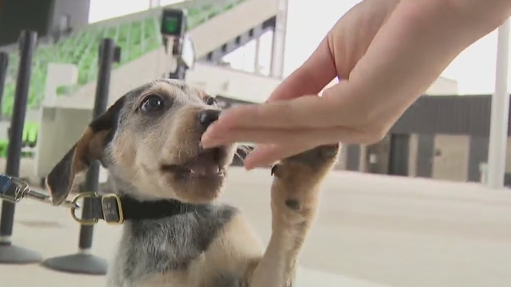 Austin FC and APA! team up to give dogs a better life